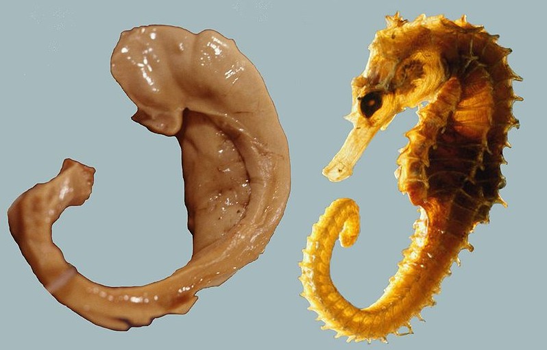 <b>Seahorse & Hippocampus</b> <br> <small>Source: Seress, Laszlo. Laszlo Seress' preparation of a human hippocampus alongside a sea horse. (1980). CC-BY-SA 1.0. [Link](https://commons.wikimedia.org/wiki/File:Hippocampus_and_seahorse.JPG) </small>